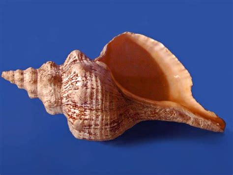 The conch is bereft of magic